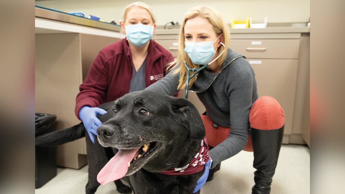 Veterinarians for Valor: A Patriotic Partnership