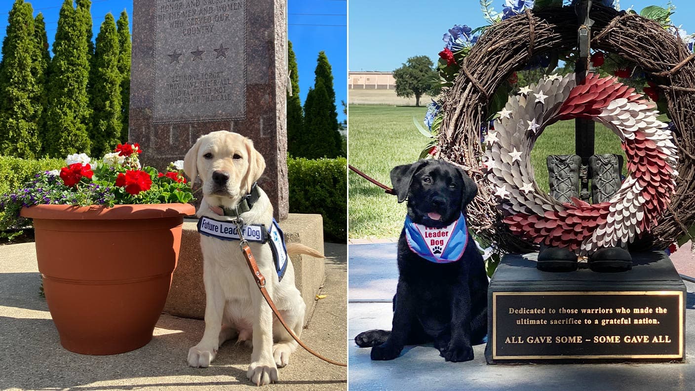 Pup-Dates from Future GSF Leader Dogs for the Blind "Forrest & Jenny!"
